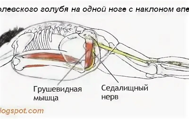 Как растянуть грушевидную мышцу. Поза голубя мышцы. антагонист грушевидной мышцы. поза голубя растяжка мышцы. как расслабить грушевидную мышцу и седалищный нерв.