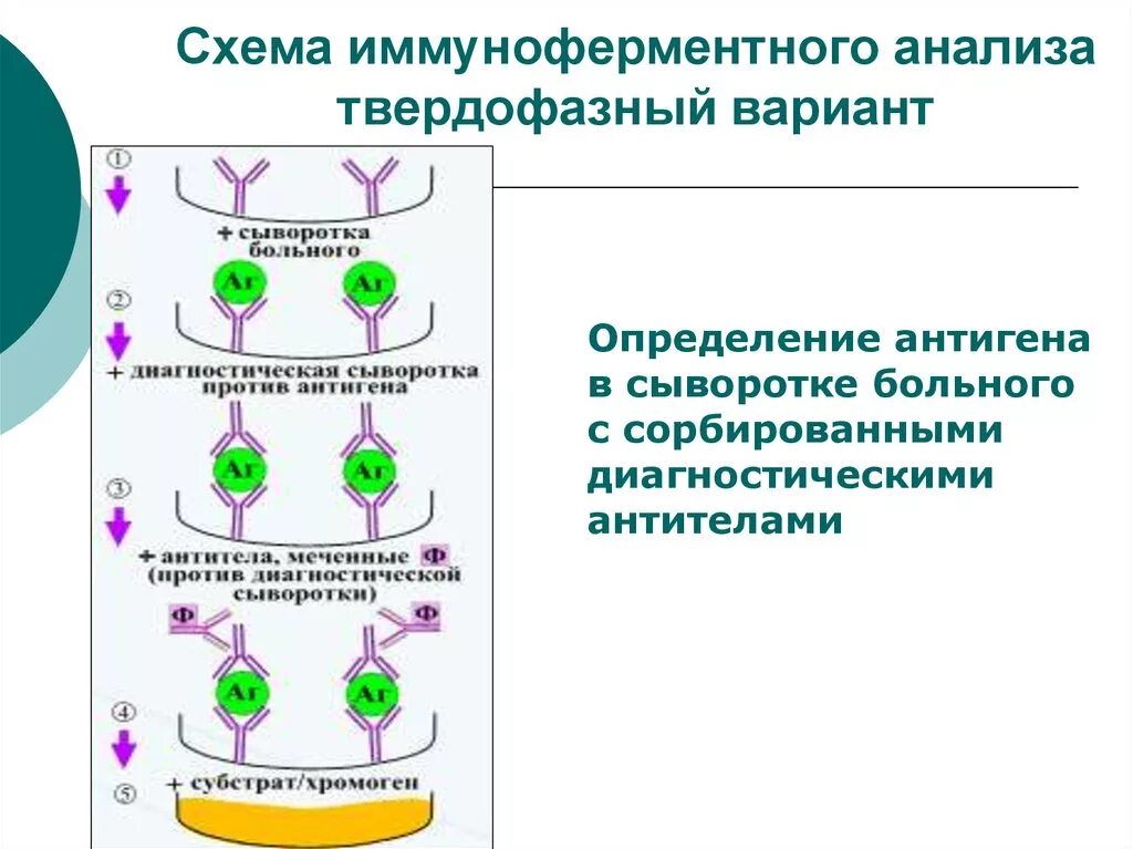 Иммуноферментный анализ тест. Схему протекания твердофазного ИФА. Проведение ИФА для выявления антител схема. Твердофазный конкурентный ИФА схема. Схему протекания твердофазного ИФА для серодиагностики.