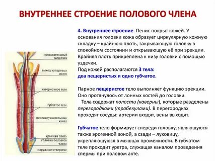 Как устроена женская репродуктивная система