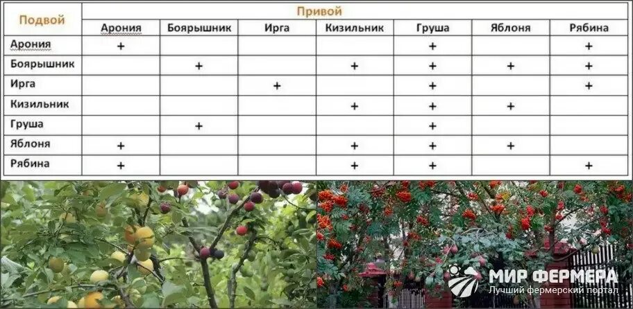 Можно ли совмещать прививку. Таблица прививок плодовых деревьев. Таблица прививки плодовых деревьев. Привой подвой таблица. Совместимость прививок плодовых деревьев таблица.