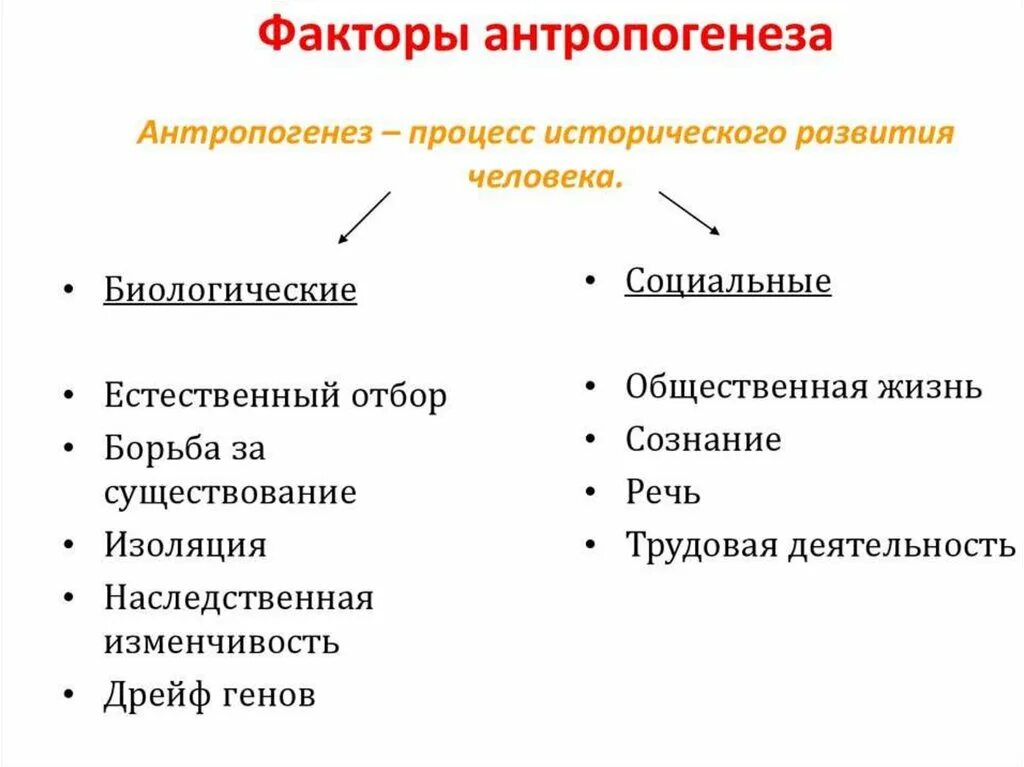 Антропогенез факторы эволюции человека