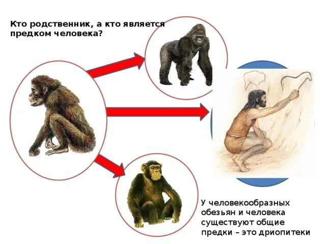 К предкам человека не относится. Общий предок человека и человекообразных обезьян дриопитек. Дриопитеки Эволюция. Общий предок человекообразных обезьян общий человека. Обезьяны предки человекообразных обезьян.