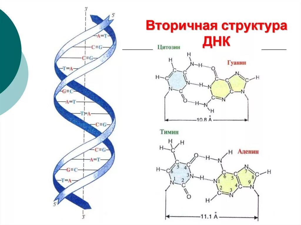 Какого структура днк. Вторичная структура ДНК биохимия формула. Первичная структура ДНК формула. Первичная и вторичная структура ДНК. Строение первичной структуры ДНК.