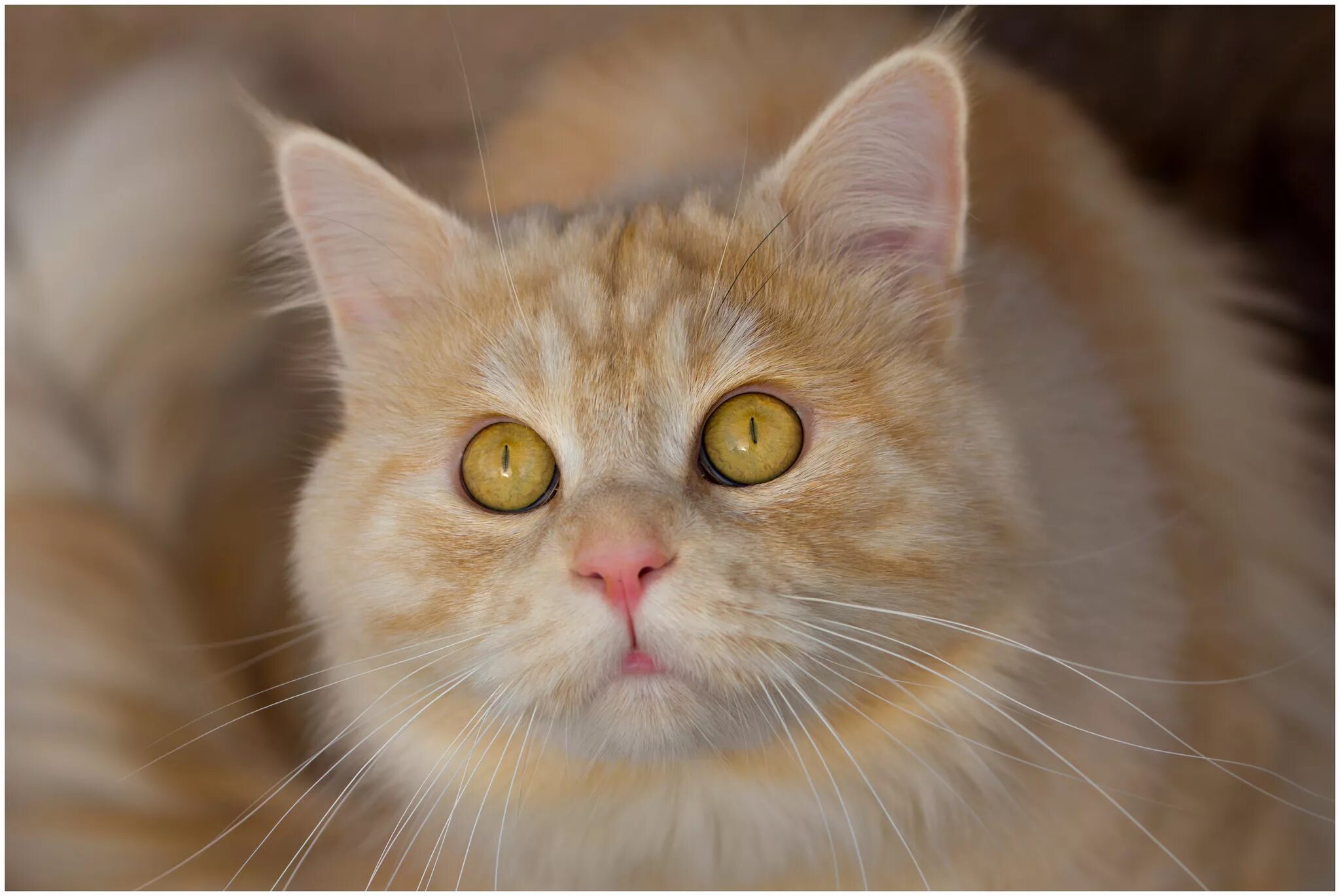 Желтая кошка. Рыжая кошка с желтыми глазами. Бежевый кот с желтыми глазами. Рыжий кот с желтыми глазами. Кошечка желтая
