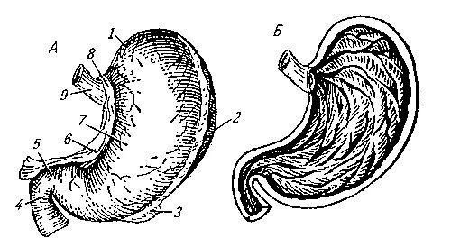 Желудок анатомия человека. Строение желудка человека.