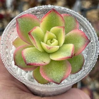 Эчеверии (Echeveria). 