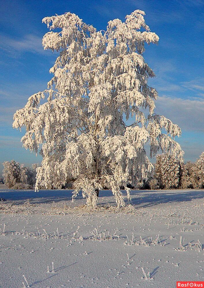 Береза в снегу. Береза белая зимостойкая. Как называется белая береза. Береза в снегу. Березы россии есенин.