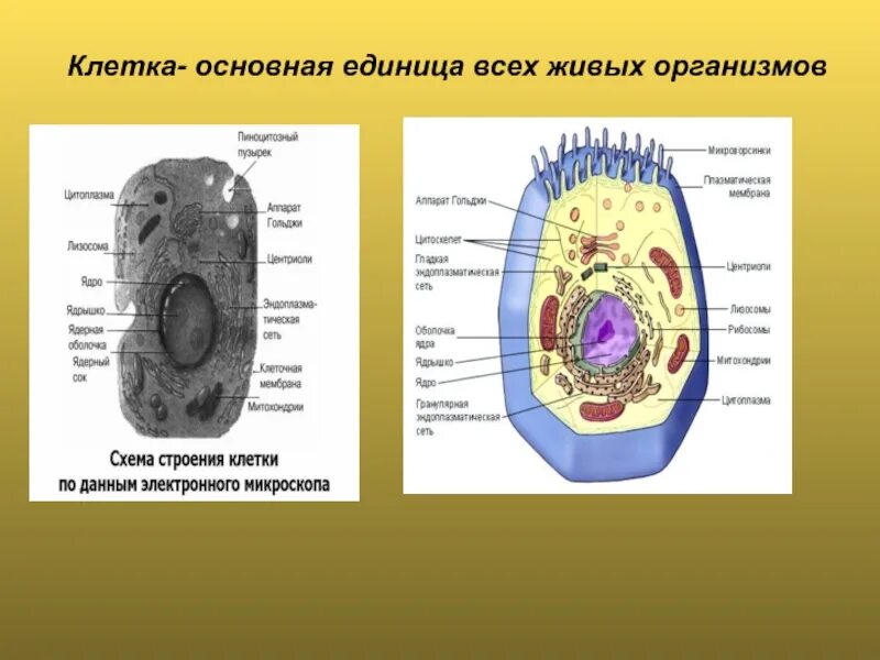 Основная единица живого. Строение клетки. Строение живых организмов. Клетка живого организма. Строение клетки живого организма.