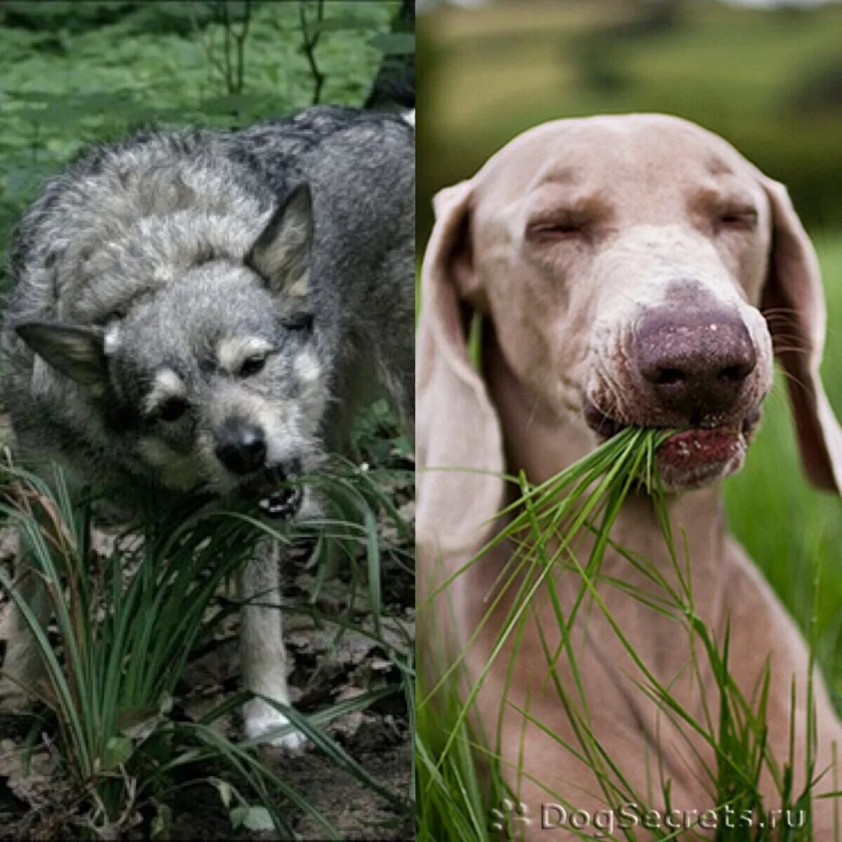 Трава которую едят собаки. Собака нюхает землю. Земная собачка. Зачем собаки едят траву