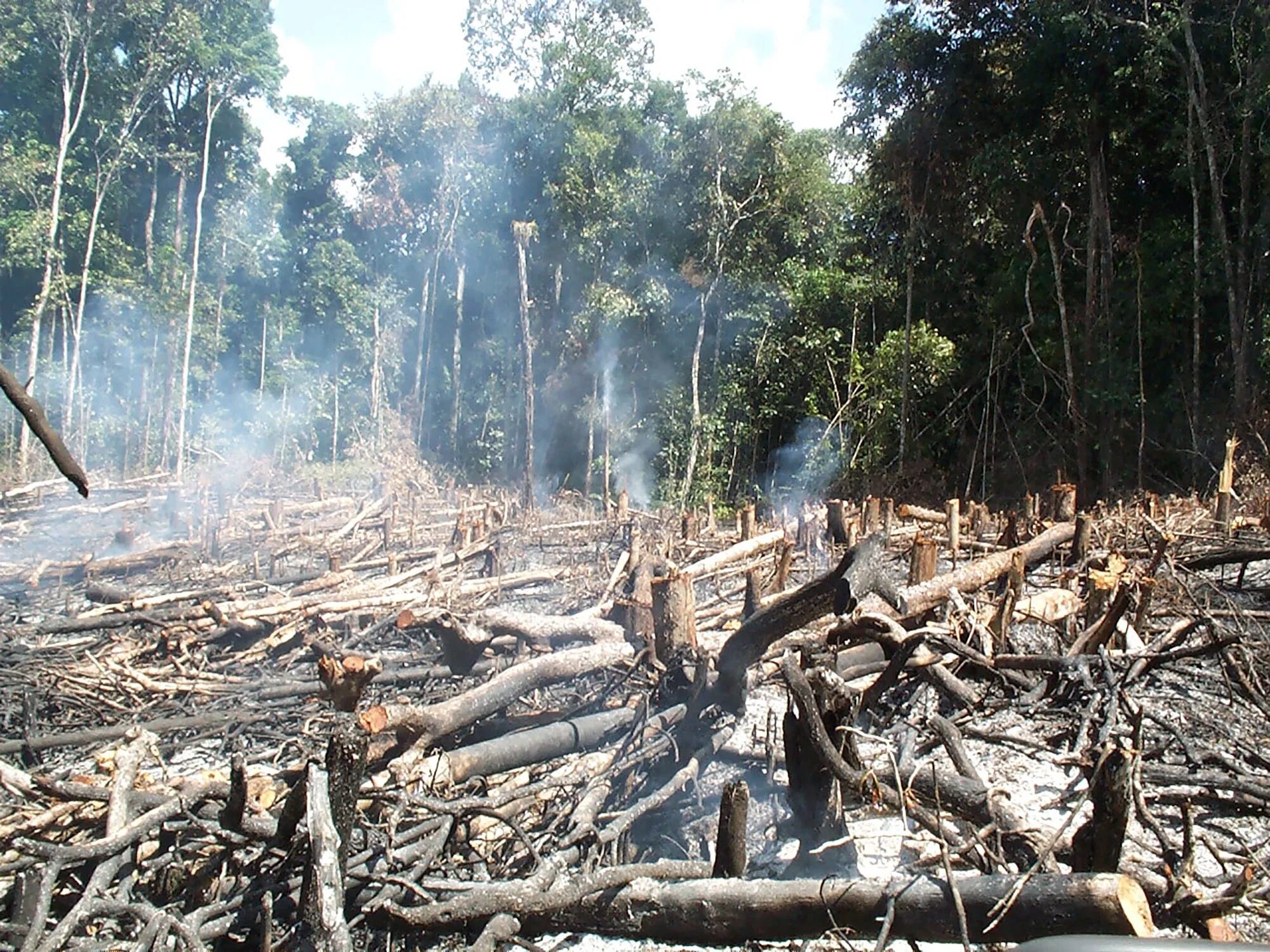 Вырубленные тропические леса Латинской Америки. Обезлесение тропических лесов. Долина Мехико обезлесение. Нигерия обезлесение.