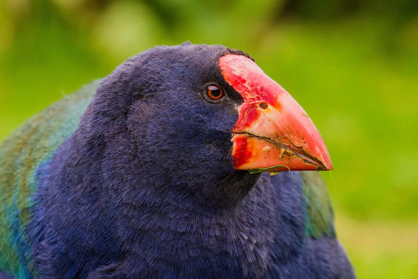 Долина такахе. Такахе новая зеландия. Султанка такахе. Такахе птица. Такахе, бескрылая султанка.