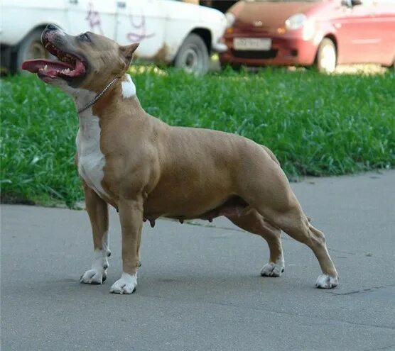 стаффордширский терьер рост. стаффордширский терьер стандарт. американский стаффордширский терьер рост и вес. стаффордширский терьер оранжевый. стаффордширский терьер тайсон.