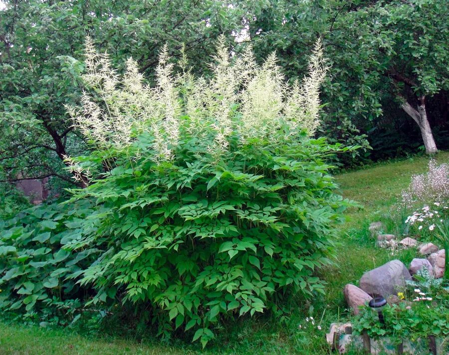 Арункус фото. Волжанка двудомная (Aruncus dioicus). Волжанка Арункус обыкновенная. Волжанка Лесная. Арункус / Волжанка двудомная.