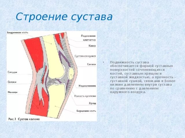 Чем покрыты суставные поверхности костей. Соединение и строение конечностей. Анатомия мобильность суставов. Прочность сустава обеспечивается. Подвижность костей в суставе обеспечивается.