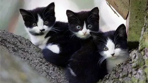 Три маленьких кота