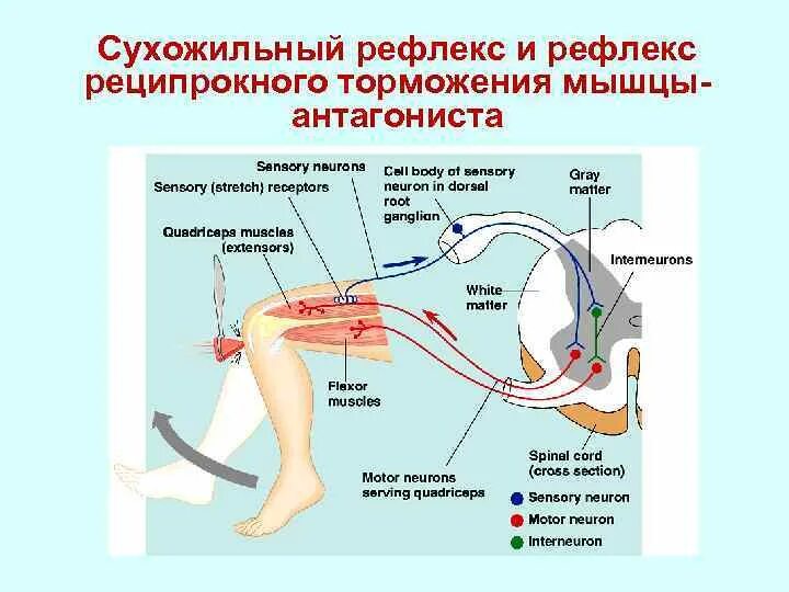 Иннервация и рефлексы. Схема рефлекторной дуги ахиллова рефлекса 5. Реципрокное торможение спинальных рефлексов. Ахиллов рефлекс дуга. Рефлекторная дуга реципрокного торможения.