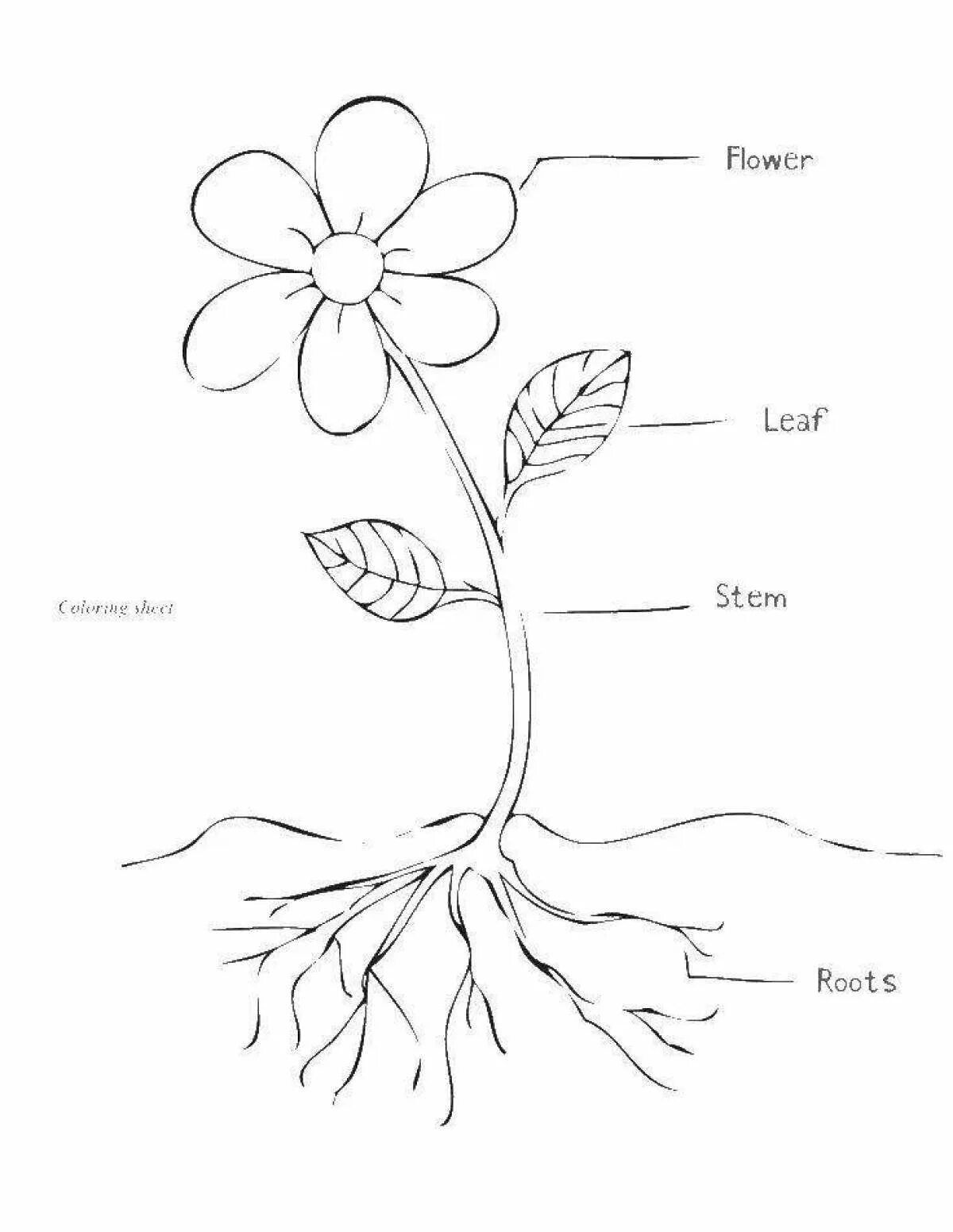 Части растения. Части растений для дошкольников. Строение растения. Части растений раскраска. Части лайн