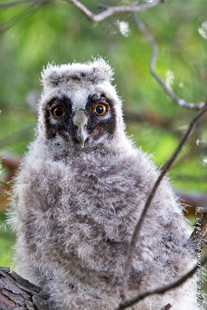 птенец ушастой совы. птенец совы. иглоногая сова птенцы. сова неясыть птенцы. слеток ушастой совы.