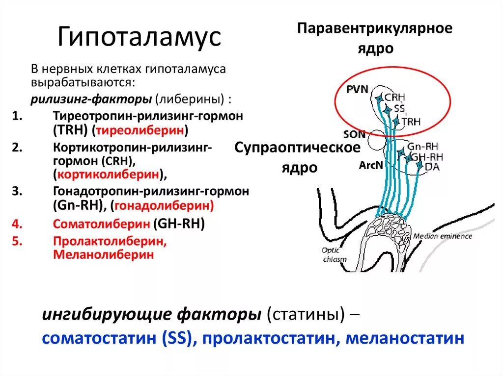 Гормоны вырабатываемые мозгом