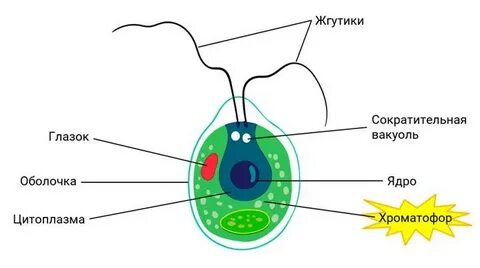 Жгутики клетки