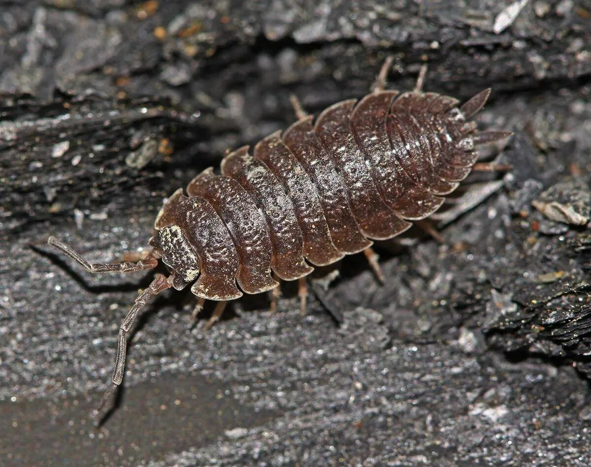 Мокрицы Porcellio scaber. Мокрица шероховатая (Porcellio scaber). Мокрица-броненосец обыкновенная. Мокрица Крымская.