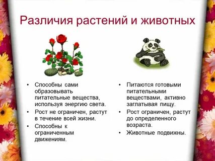 Чем объяснить сходства и различия растений