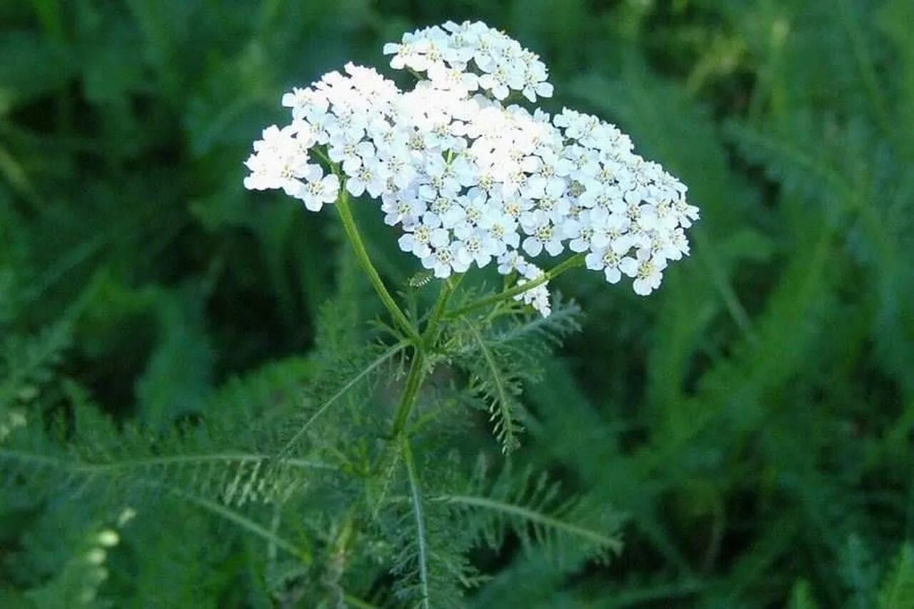 Тысячелистник обыкновенный (Achilléa millefólium). Тысячелистник обыкновенный (Achillea millefolium). Тысячелистник Биберштейна. Белоголовник тысячелистник. Тысячелистник обыкновенный лечебные свойства