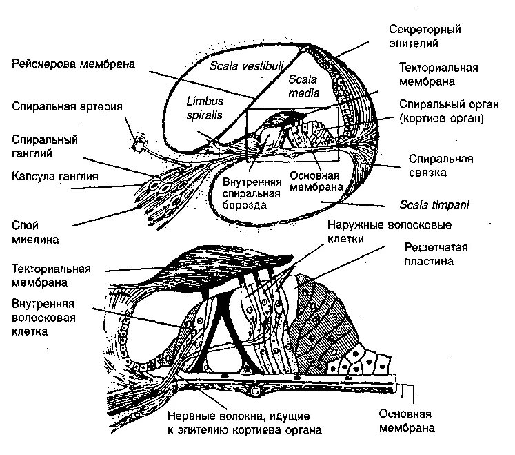 Строение внутреннего уха Кортиев. Кортиев орган внутреннего уха анатомия. Строение улитки уха Кортиев орган. Строение Кортиева органа гистология схема. Строение слуховой улитки