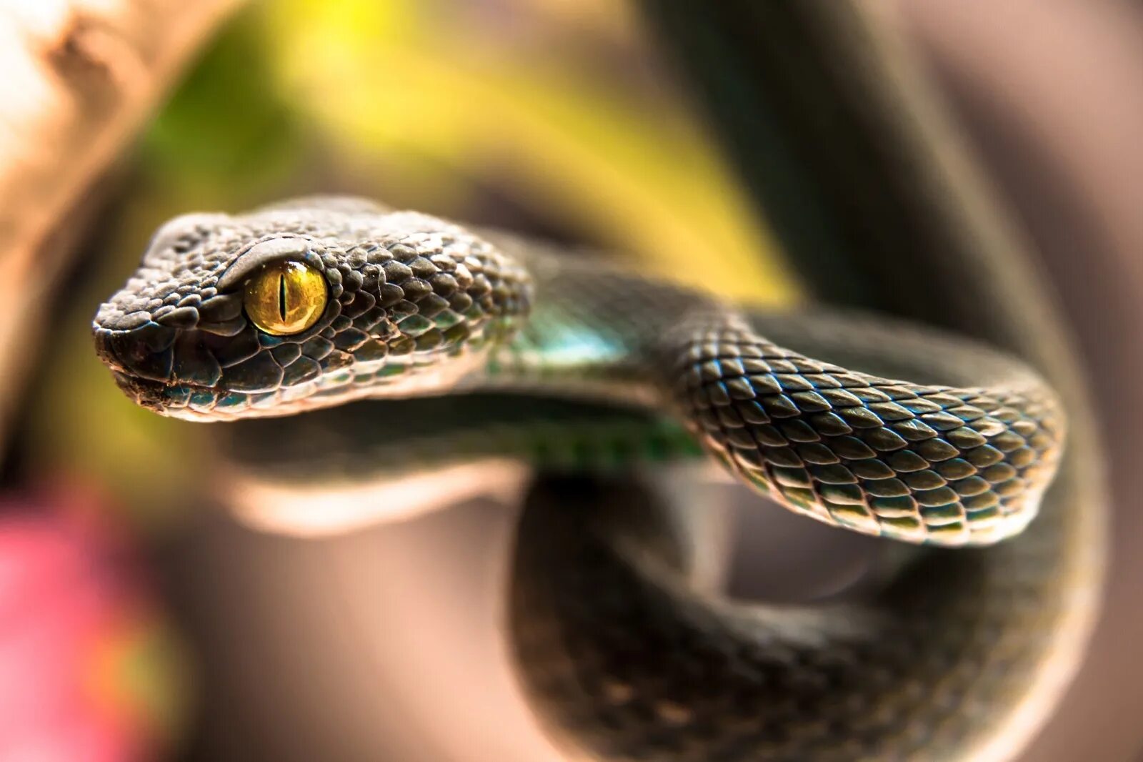 Картинка змея. Всемирный день змеи 16 июля. День змеи 16 июля. Змея с желтыми глазами. Улыбка змеи.