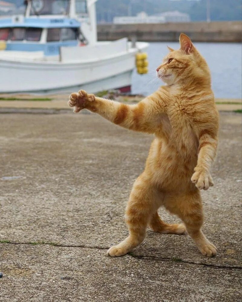 Кунг фу кот. Кот-ниндзя. кошка фу. кошка ниндзя. кошачий кунг фу.
