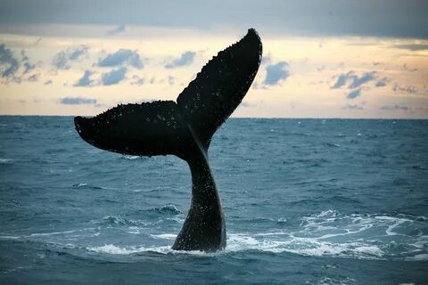 A whale tail dancing in the Hervey Bay sunset #whalewatching #herveybay #qu...