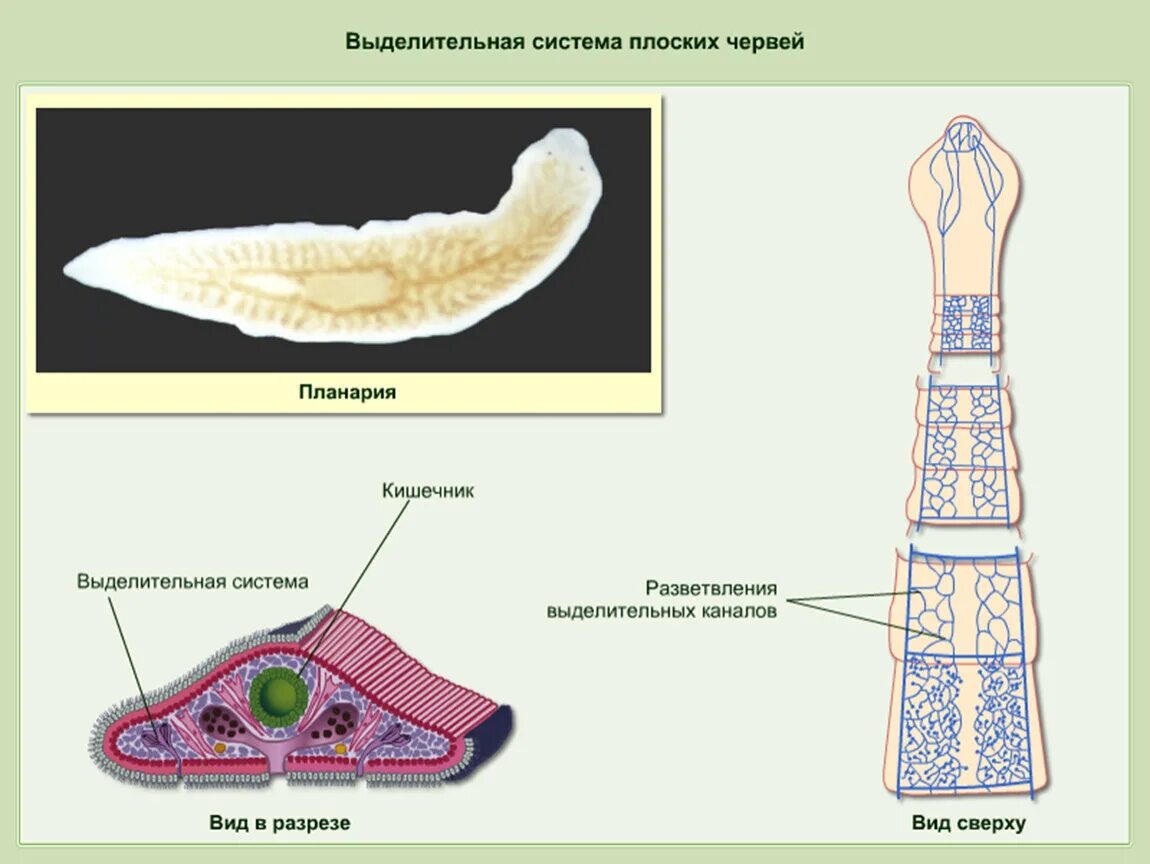 Выделительная система плоских червей 7 класс. Системы органов планарии. Плоский червь планария строение. Выделительная система плоских червей класс ленточные.