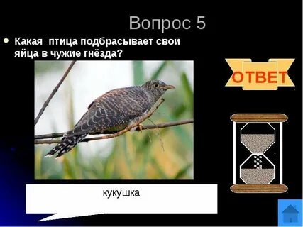 Почему кукушка просит прилетевшего из города