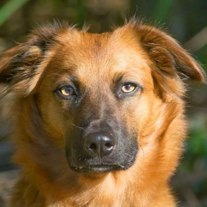 Dogs cannot be loved. Овчарка моя жизнь ! ВКонтакте