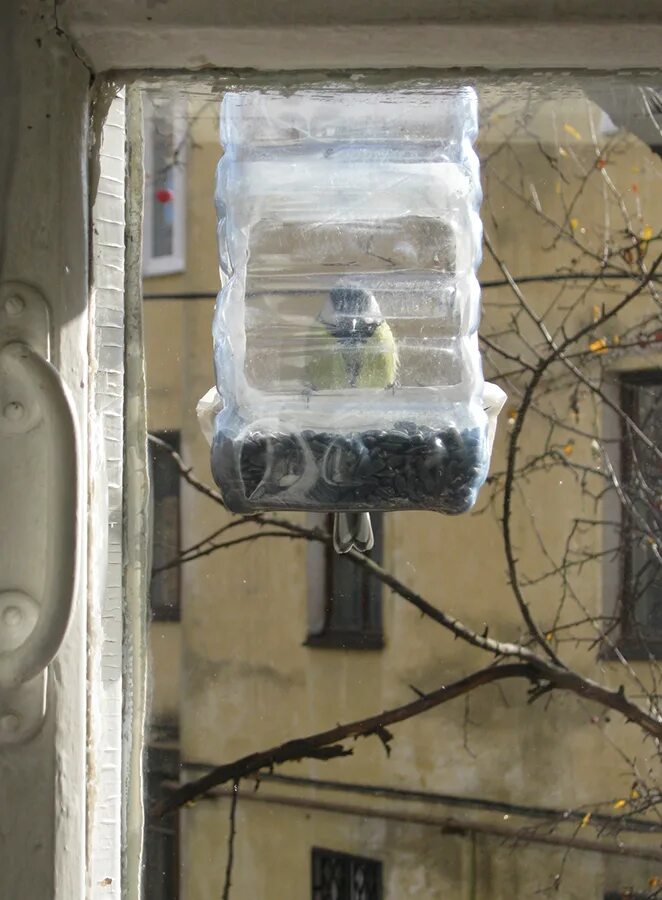 Кормушка для птиц на пластиковое окно. Кормушка для птиц на стекло. Кормушка для птиц savic bird feeder. Кормушка для птиц из банки детского питания. Кормушка для птиц на окно из бутылки.