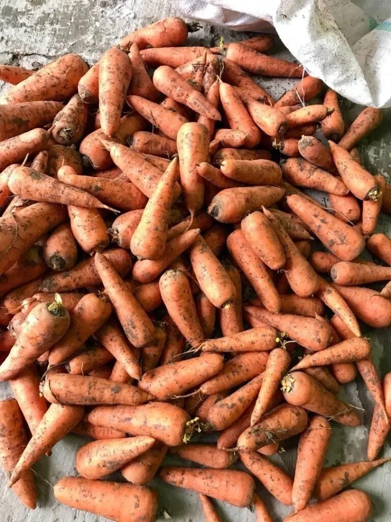 Купить морковь оптом. Сорт моркови Абако. Морковь сорт Кордоба. Кордова морковь сорт. Тонна моркови.