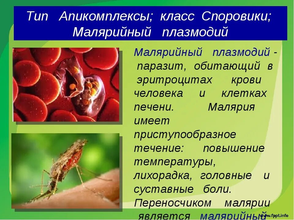 Малярия является антропонозом. Споровики малярийный плазмодий. Переносчик малярийного плазмодия. Малярный плвзмрдий паразит?. Апикомпле́ксы Споровики.