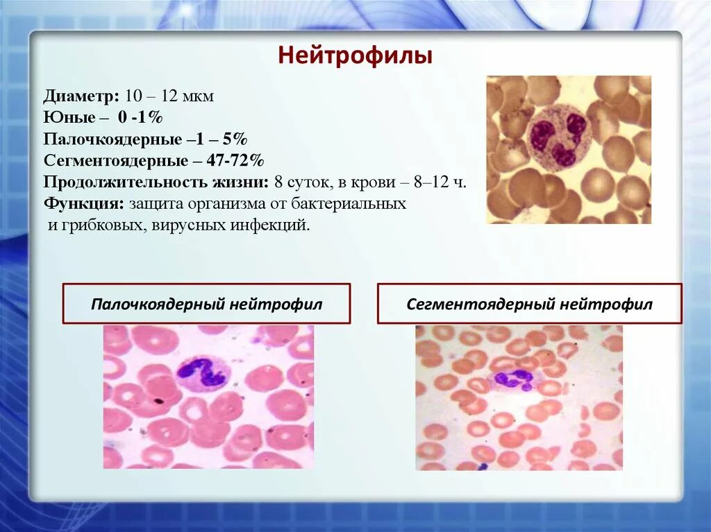 Сегмента ядерная. Юные и палочкоядерные нейтрофилы. Функции палочкоядерных нейтрофилов. Палочкоядерные нейтрофилы микроскоп. Сегментоядерные нейтрофилы функции.