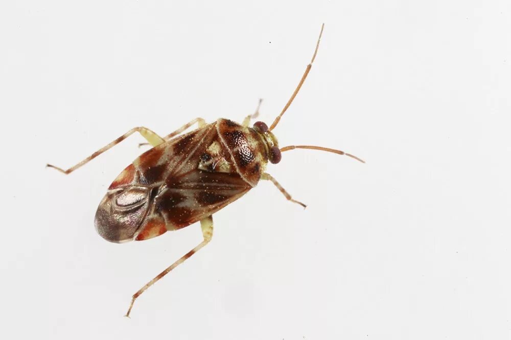 Note bug. Note bug