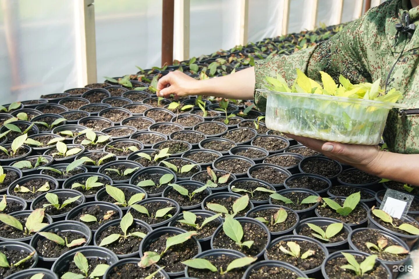 питомники перми адреса