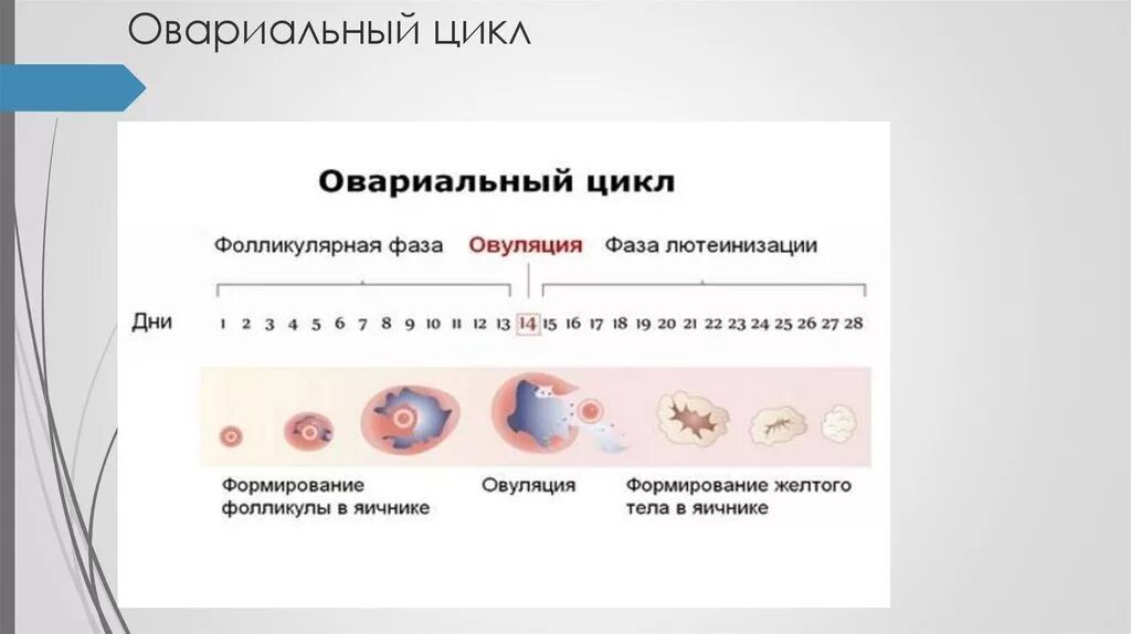 Яичниковый цикл менструационного цикла. Менструальный цикл фазы яичникового цикла. Фолликулярная фаза яичникового цикла. Схема маточного и яичникового цикла. Схема овуляции