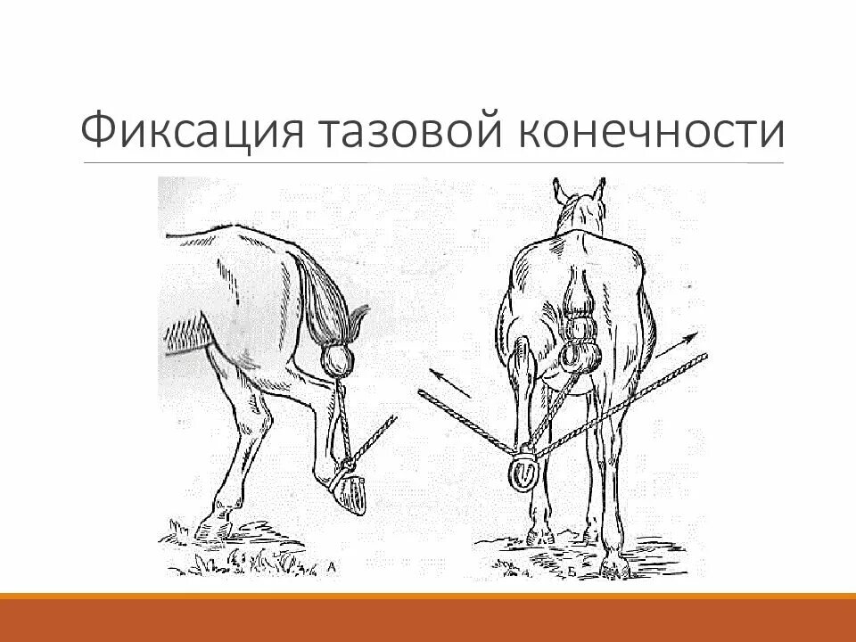 Фиксация задних конечностей лошади. Фиксация крупного рогатого скота конечности. Фиксация грудной конечности КРС. Фиксация тазовой конечности лошади.