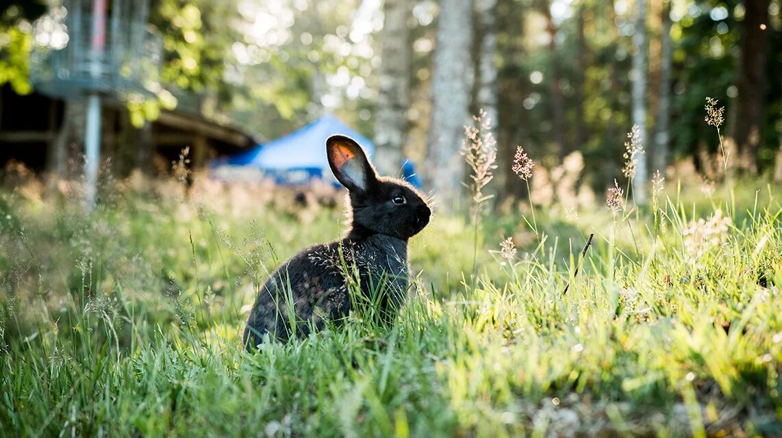 Кролику 12 лет. Зайчик в лесу. Кролик в лесу. Черный кролик. Кролик лето.