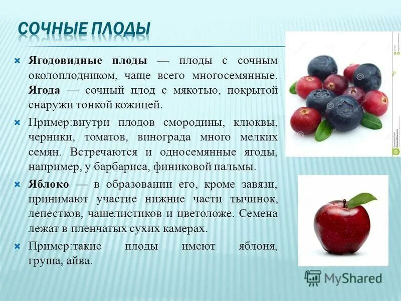 Сочные плоды. Ягодовидные плоды описание. Плод померанец биология. Плод имеющий сочную мякоть называют. Плод тыквина биология.