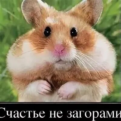 Хамяк вывод