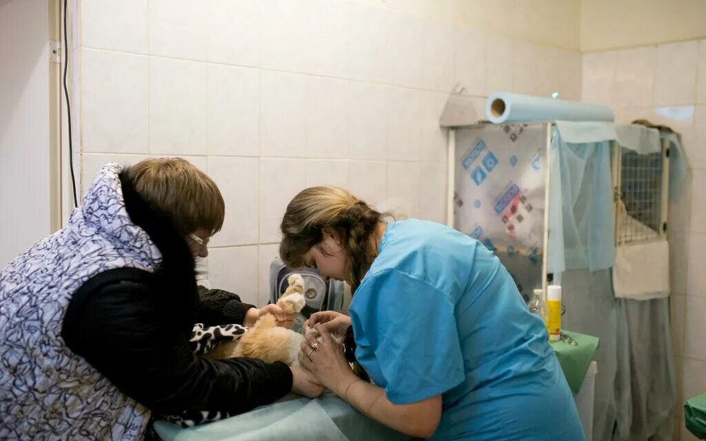 клиника лорд нижний новгород. ветеринар нн. клиника ветеринаре нижний новгород. абросимов евгений нижний новгород ветврач. ветклиника лорд ленинский район.