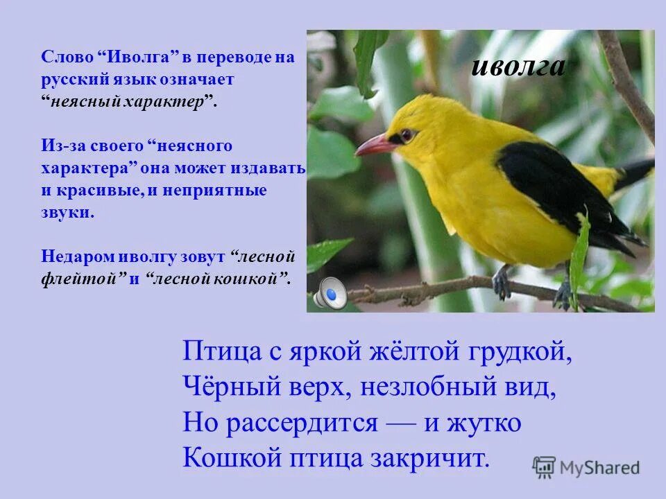 иволга картинка для детей. иволга вячеслав тихонов. иволга кричит в последний раз. иволга тихонов текст. иволга поет на березе.
