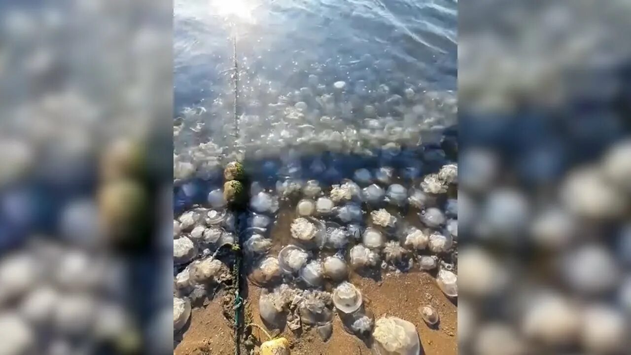 Медузы на берегу моря в анапе. Медузы в черном море в сочи. Анапа море медузы. Медузы в анапе сейчас. Анапа море нашествие медуз.