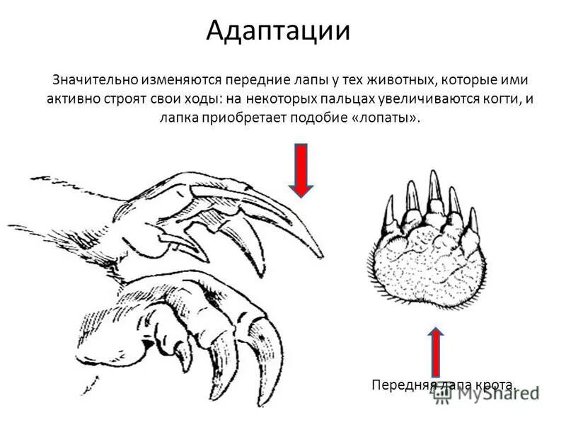 адаптация крота. адаптация животных к почвенной среде. почвенная среда обитания крот. крот или слепыш землеройка. приспособления животных к жизни в почвенной среде.