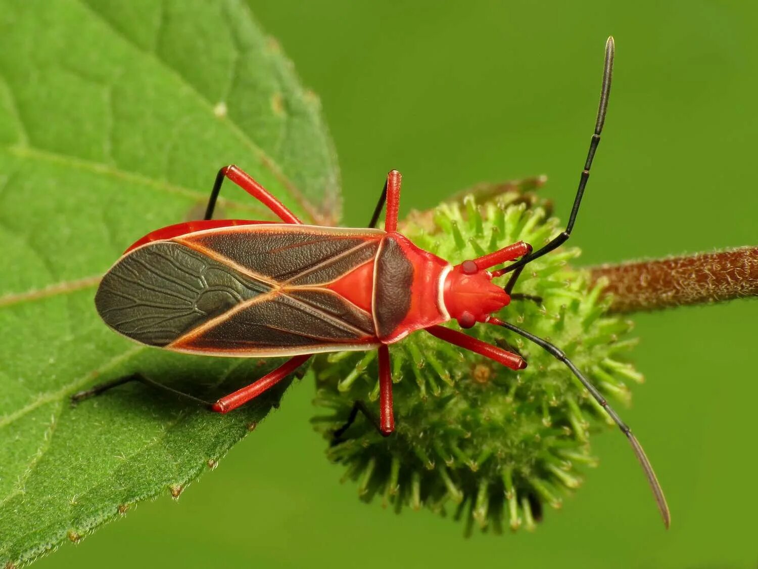 B bug